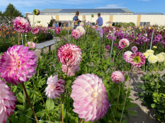 Highlighted image: Dahlia showtuin